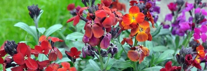 Bunte Goldlackblüten